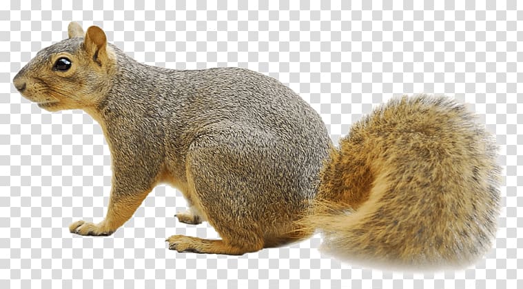 Fox squirrel Raccoon Rodent, Squirrels transparent background PNG clipart