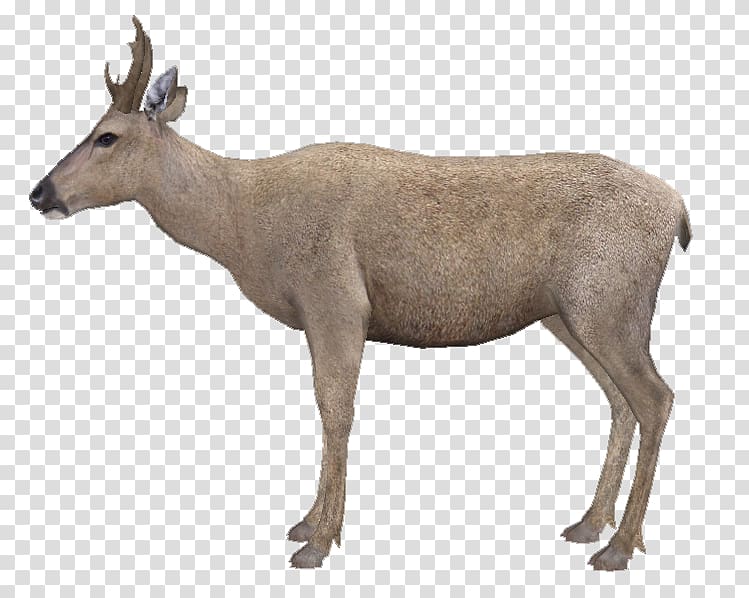 Elk White-tailed deer Musk deers Reindeer Antelope, Reindeer transparent background PNG clipart