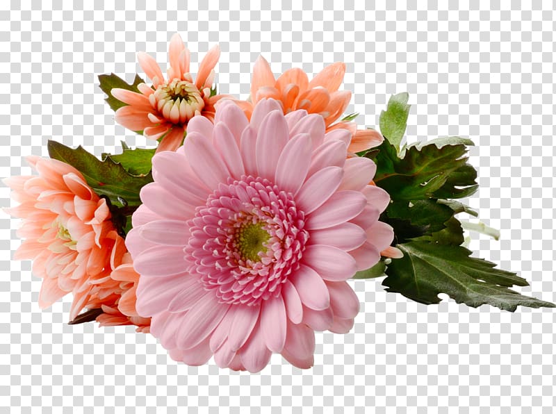 Flowering tea Mothers Day, Chrysanthemum Gerbera transparent background PNG clipart