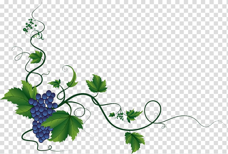 Sevastopol agriculturer Department City, grapes drawing transparent background PNG clipart