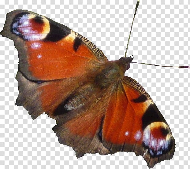 Pieridae Butterflies and moths, hintergrund transparent background PNG clipart