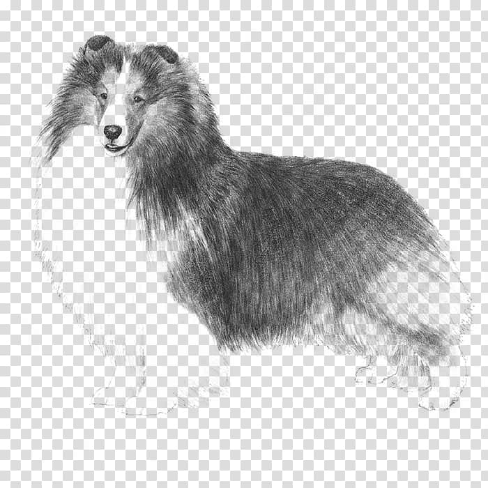 Shetland Sheepdog Old English Sheepdog Rough Collie Puppy American Kennel Club, puppy transparent background PNG clipart
