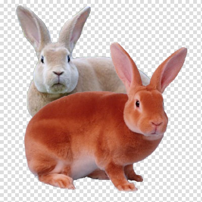 Domestic rabbit Rex rabbit Mini Rex Leporids, eddie murphy transparent background PNG clipart