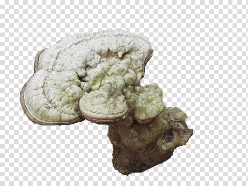 White Wild Ganoderma lucidum transparent background PNG clipart