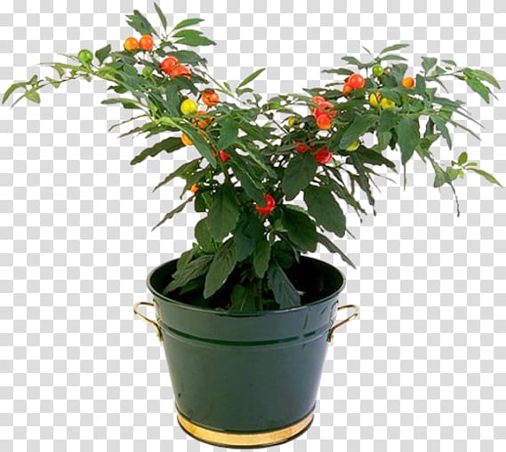 Penjing Houseplant Flowerpot Tree, plant transparent background PNG clipart