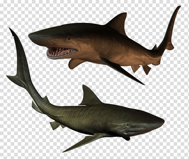 Tiger shark Fish , sharks transparent background PNG clipart