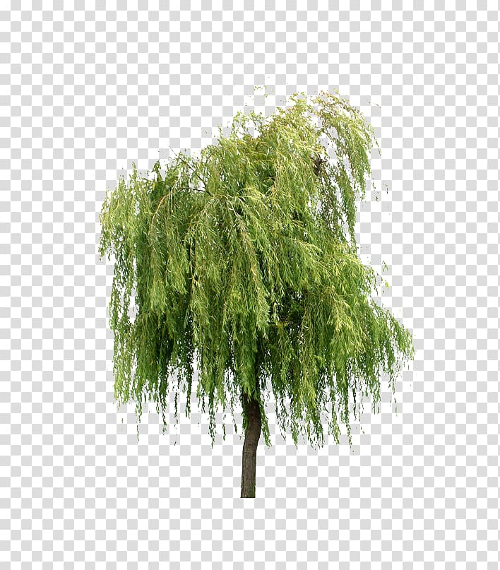 green leafed tree, Willow Tree Layers, Willow trees transparent background PNG clipart