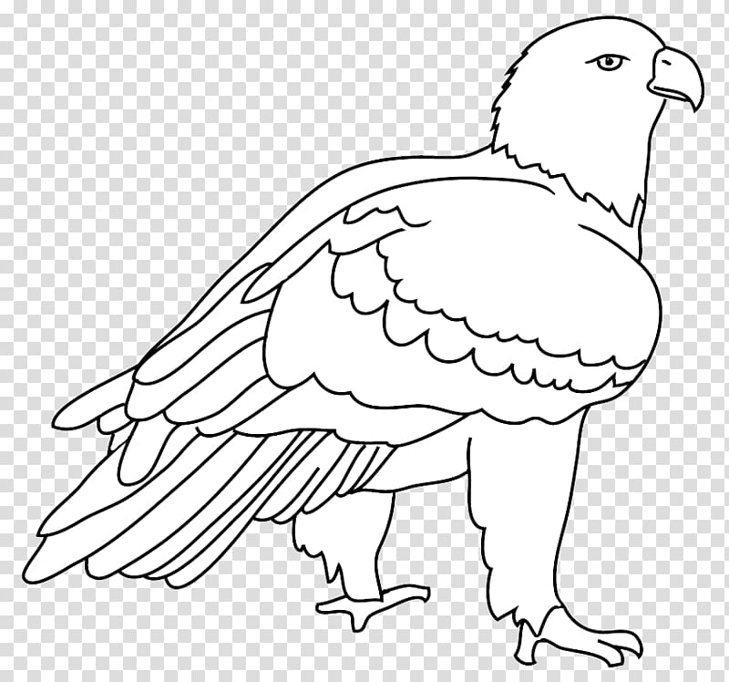 Line art Beak Bald Eagle Bird Drawing, Bird transparent background PNG clipart