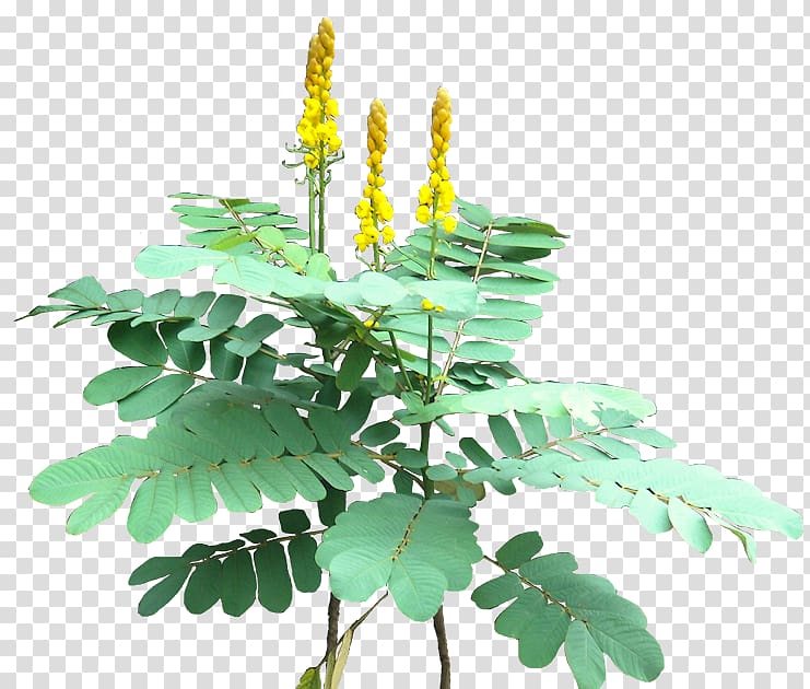 Senna alata Golden shower tree Plectranthus scutellarioides Plant Clusia, coniferous plant transparent background PNG clipart