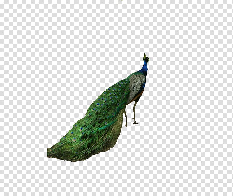 Peafowl Tiger Bird Computer file, peacock transparent background PNG clipart