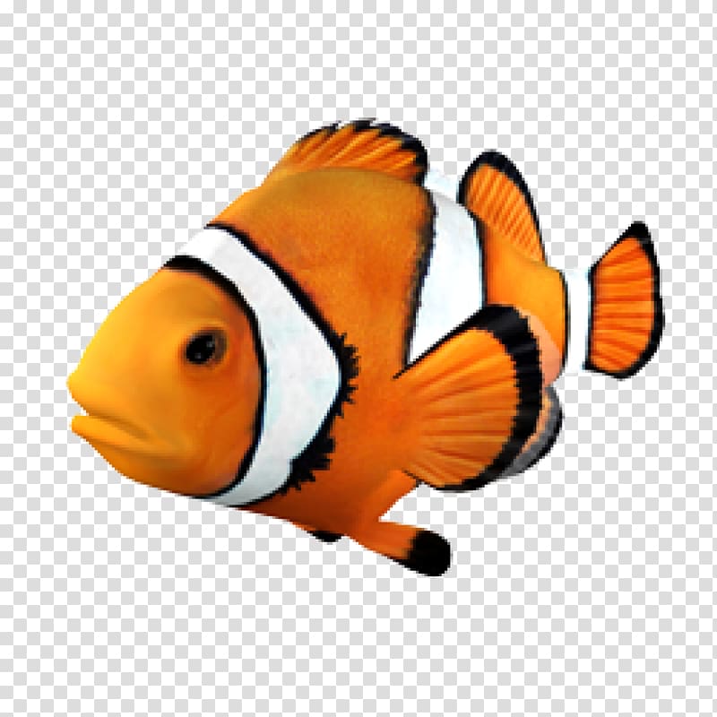 clownfish, Goldfish Clownfish Angelfish Tropical fish, fish transparent background PNG clipart