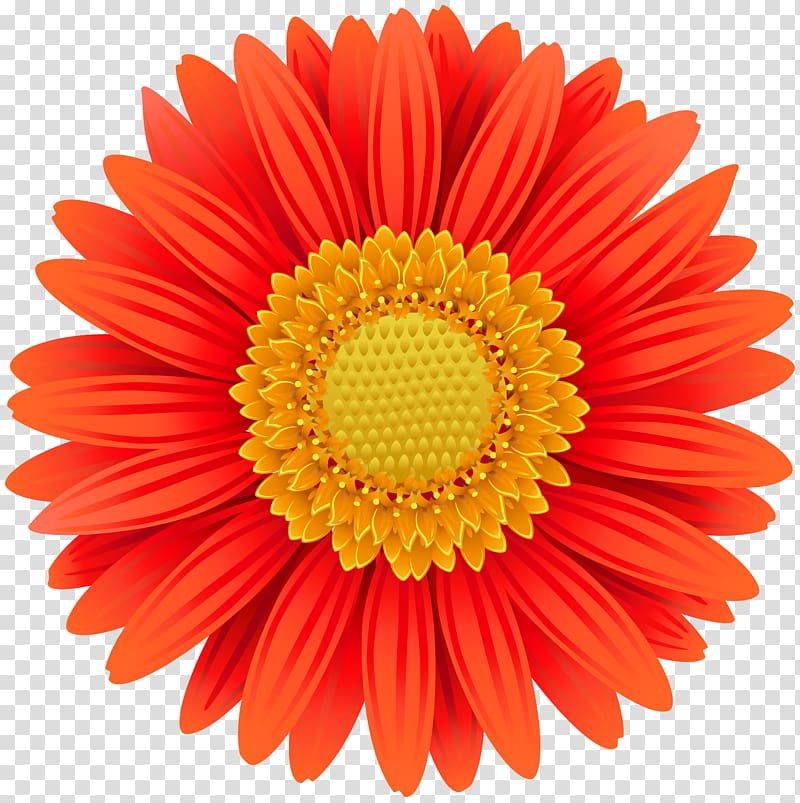 Transvaal daisy Flower Common daisy , marigold transparent background PNG clipart