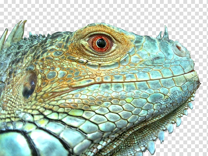 Green iguana Reptile Lizard Emerald tree boa Chinese water dragon, lizard transparent background PNG clipart