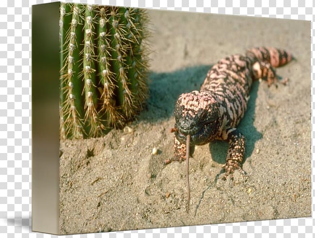 Mexican beaded lizard Gila monster Reptile Snake, Gila Monster transparent background PNG clipart