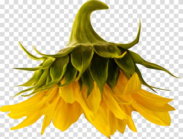 Common sunflower Scape , Girasoles transparent background PNG clipart