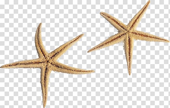 Starfish transparent background PNG clipart