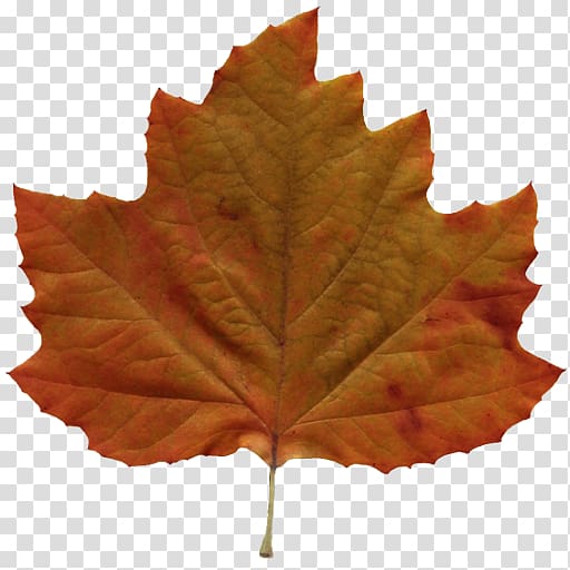 Autumn leaf color Amazing Autumn , foliage transparent background PNG clipart