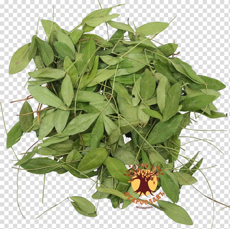 Periwinkle Traditional medicine Medicinal plants Shrub, Vinca Minor transparent background PNG clipart