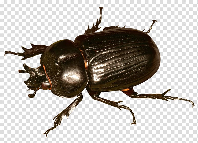 black beetle illustration, Japanese rhinoceros beetle, Beetle Bug transparent background PNG clipart