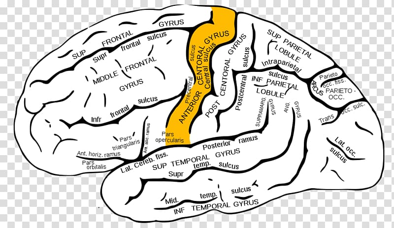 Inferior frontal gyrus Frontal lobe Sulcus Lobes of the brain, Brain transparent background PNG clipart