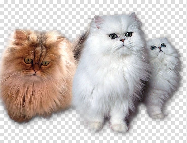 Persian cat British Semi-longhair Asian Semi-longhair Napoleon cat Kitten, kitten transparent background PNG clipart