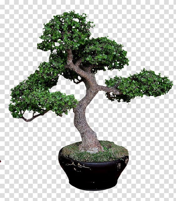 Sageretia theezans Bonsai Tree Pine Jade plant, tree transparent background PNG clipart