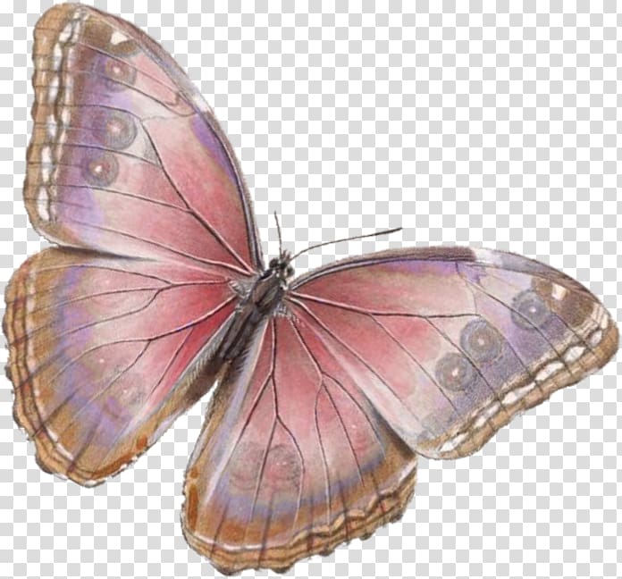 Butterfly Insect Portable Network Graphics , citing transparent background PNG clipart