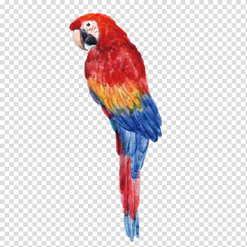 Exotic Shorthair Bird Frog Exotic Animals Set Giant panda, red parrot transparent background PNG clipart