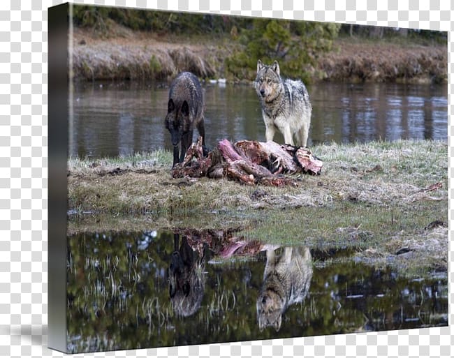 Dog Yellowstone National Park Gallery wrap Pond, Dog transparent background PNG clipart