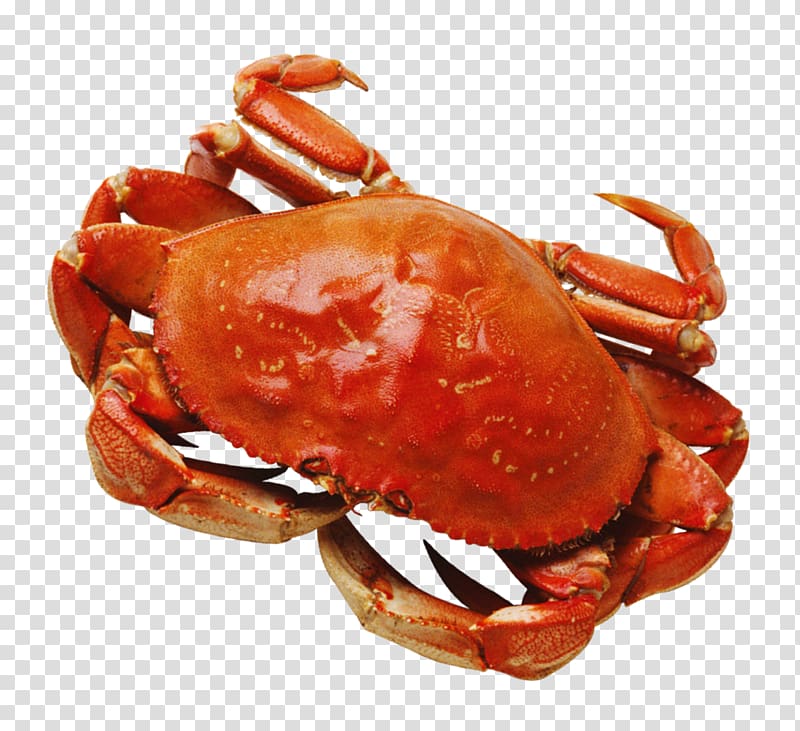 Crab Icon, Crab transparent background PNG clipart