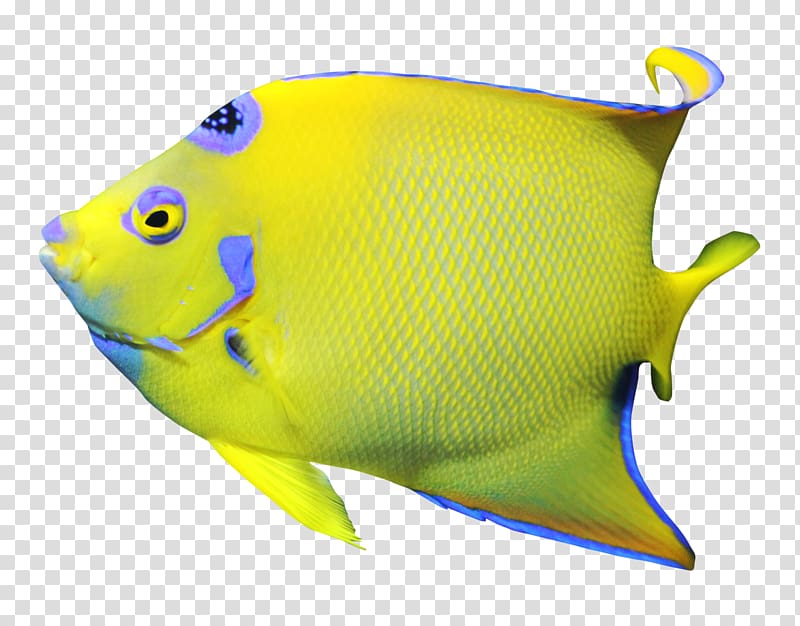Freshwater angelfish , Angelfish transparent background PNG clipart