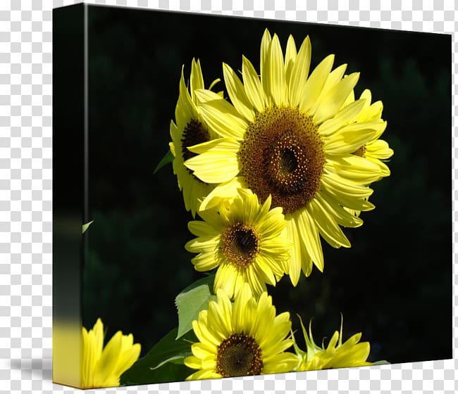 Car Yellow Total sum of squares Lunchbox, oil painting blue sky transparent background PNG clipart