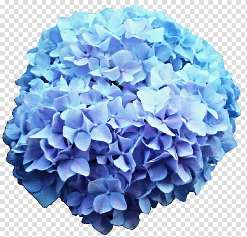 French hydrangea Flower Blue Rose , hortensia transparent background PNG clipart
