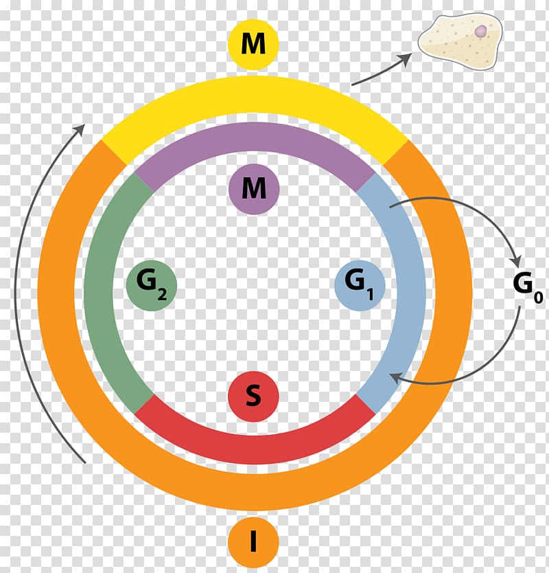 Cell cycle DNA replication Mitosis Interphase, cell transparent background PNG clipart