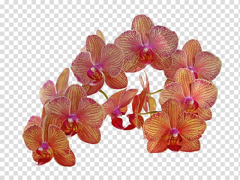 Flower Orchids Orange Bud, orchid transparent background PNG clipart