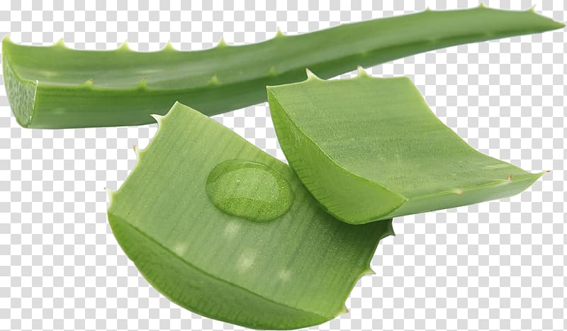 Aloe vera Gel Skin care Food, health transparent background PNG clipart