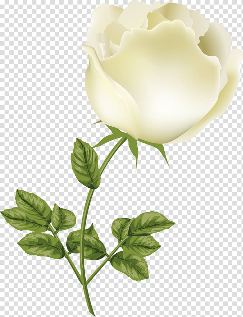 Garden roses Centifolia roses Cut flowers Bud Petal, others transparent background PNG clipart