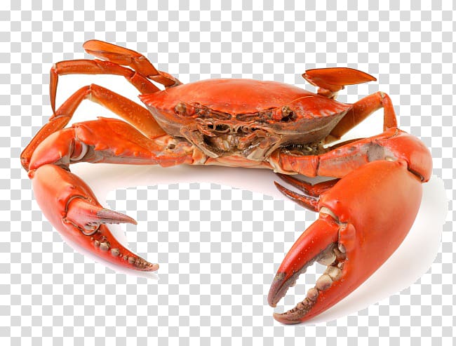 Chinese mitten crab Seafood, Crabs transparent background PNG clipart