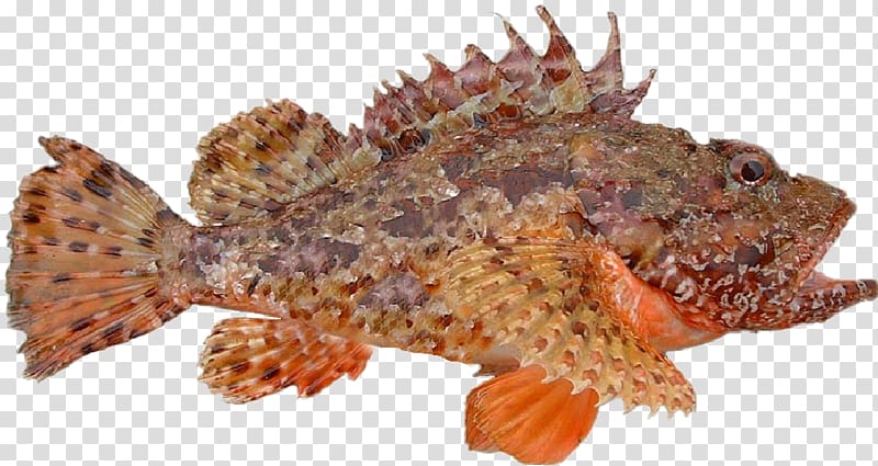 Fish soup Black scorpionfish Scorpaena scrofa Bouillabaisse, sub-stopper transparent background PNG clipart