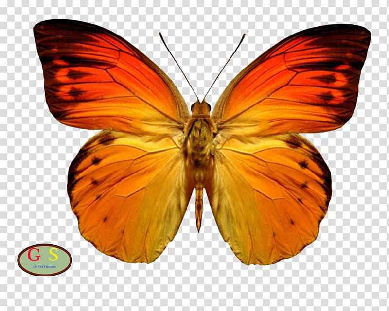 Beautiful Butterfly Insect Monarch butterfly, butterfly transparent background PNG clipart