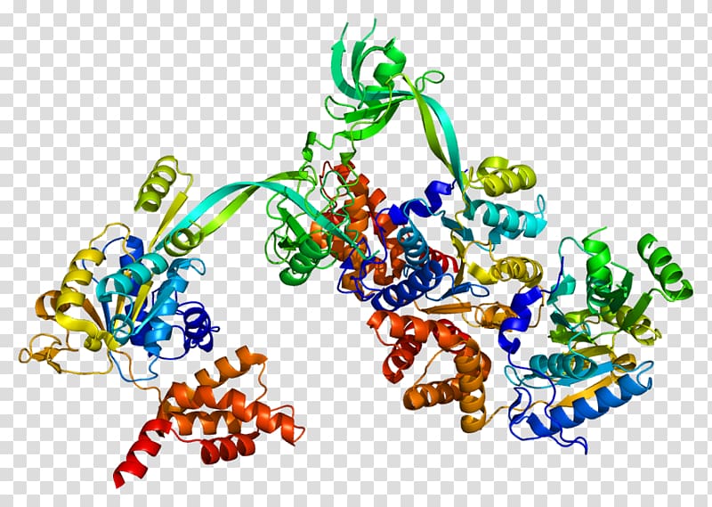 RuvB-like 1 Histone Nucleosome Protein RUVBL2, others transparent background PNG clipart