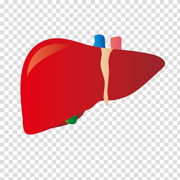 Liver disease Dietary supplement プレジデントオンライン Hepatitis B, transparent background PNG clipart