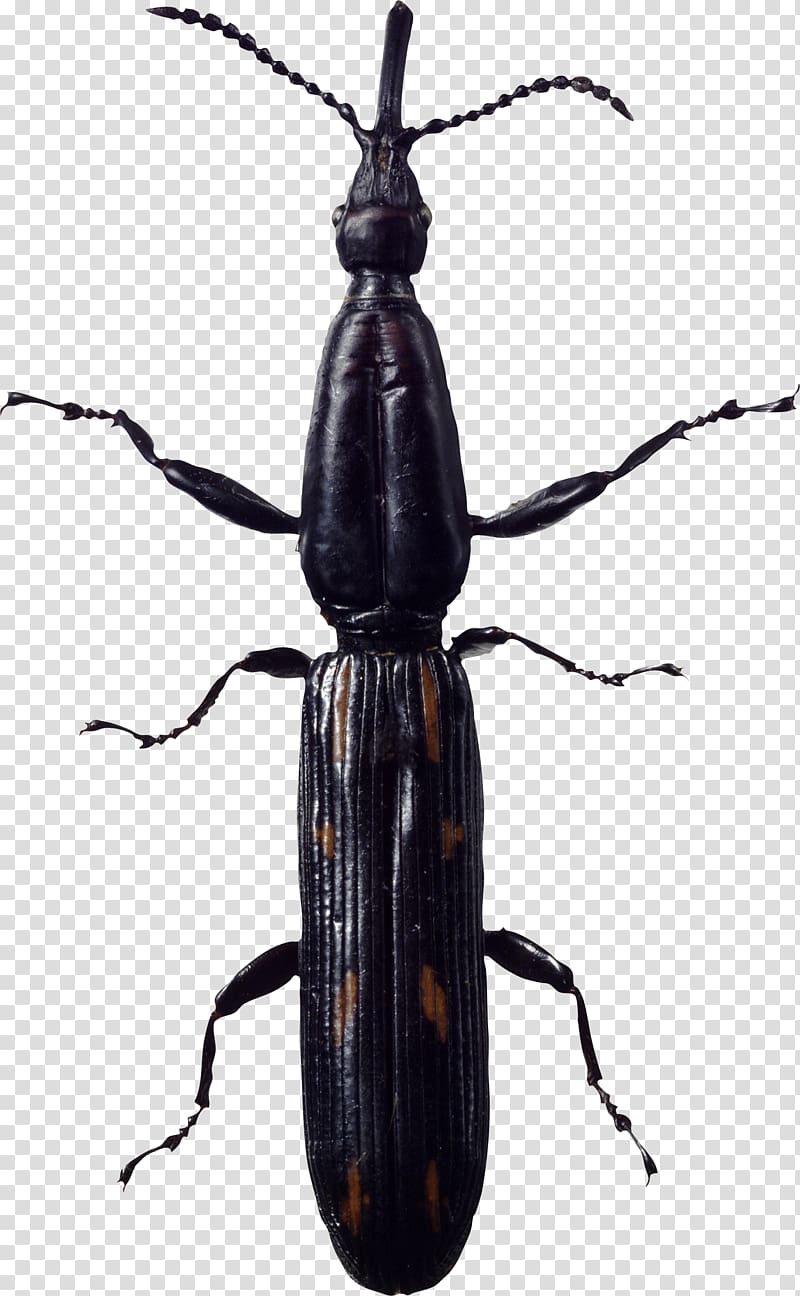 Beetle , bug transparent background PNG clipart