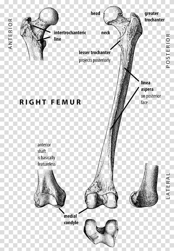 Finger Human leg Hip Femur Bone, others transparent background PNG clipart