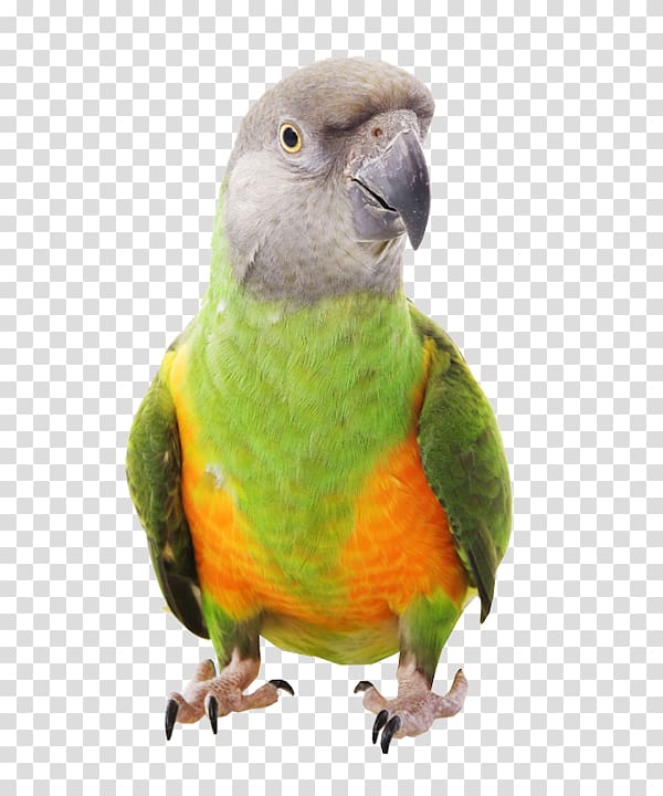 green and orange parrot , Senegal parrot Bird Parrot harness Meyer\'s parrot, parrot transparent background PNG clipart