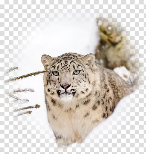 Snow leopard Steemit Big cat Earth, leopard transparent background PNG clipart