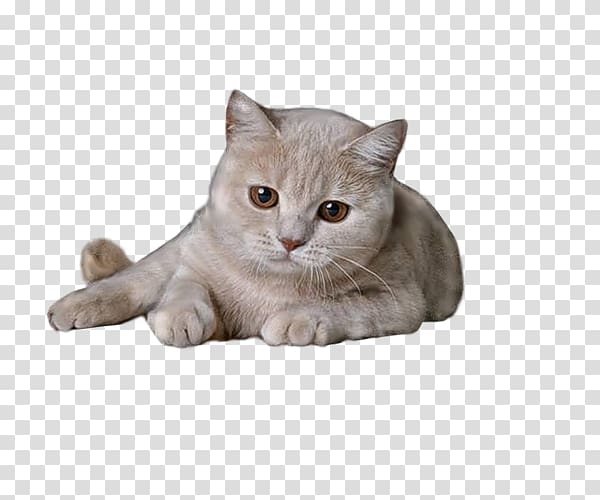 British Shorthair Kitten , Lazy cat transparent background PNG clipart