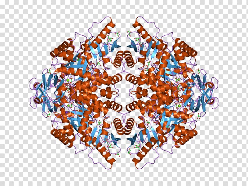 Inositol-3-phosphate synthase Enzyme Protein Data Bank Glucose 6-phosphate, Pyruvate Kinase transparent background PNG clipart