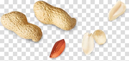 Peanut transparent background PNG clipart