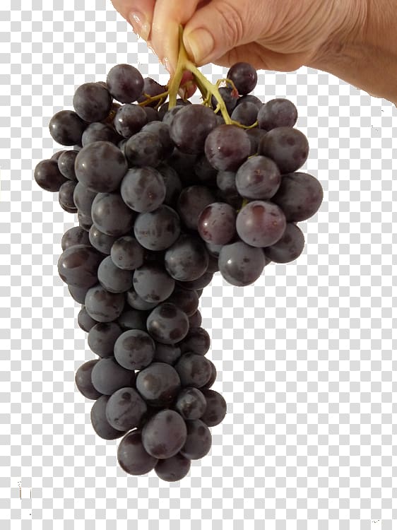 Beaujolais nouveau Animaatio Beaujolais vineyard Grape, grape transparent background PNG clipart